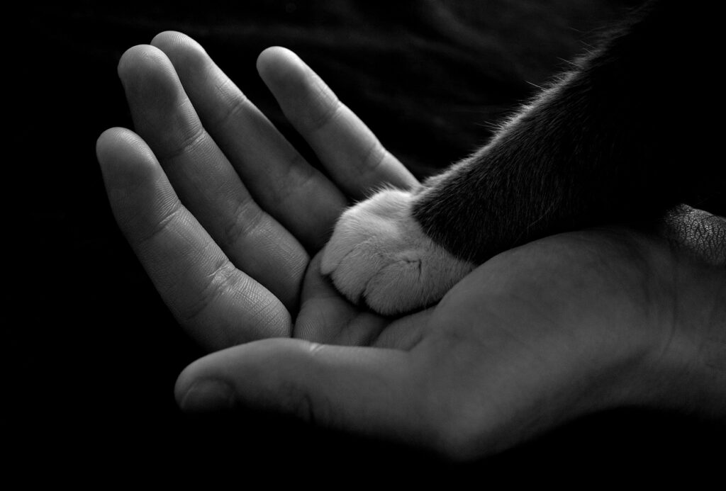 Black and white cat paw in a human hand