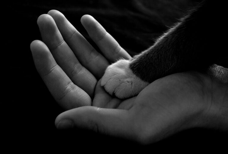 Black and white cat paw in a human hand